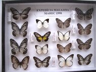 Ukážka rôznych druhov motýľov (Malajzia)